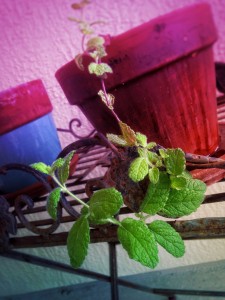 Potted Apple Mint